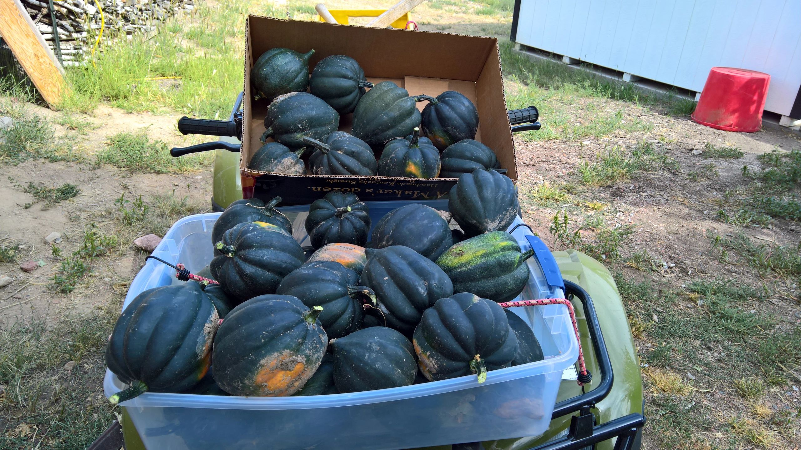 Acorn Squash Harvest